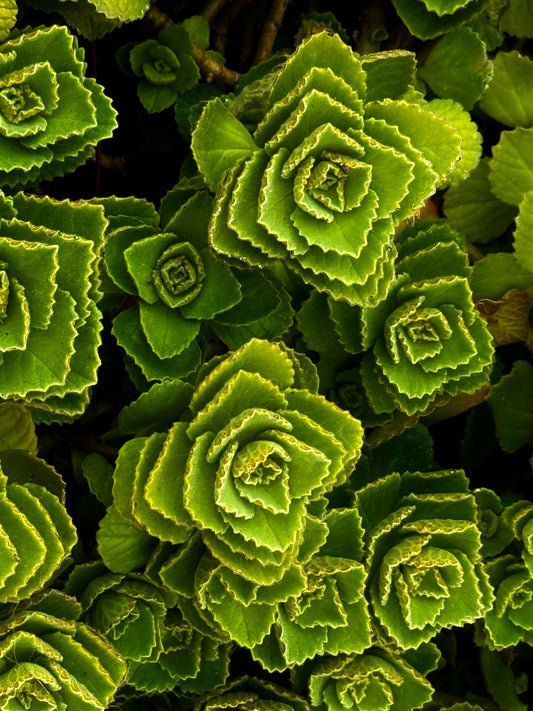 Sprials of Spring