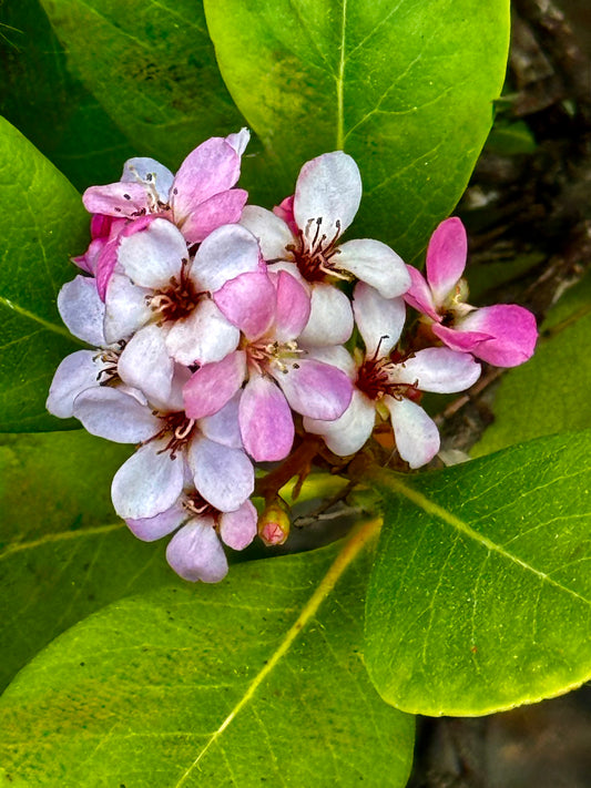 Spring Awakening