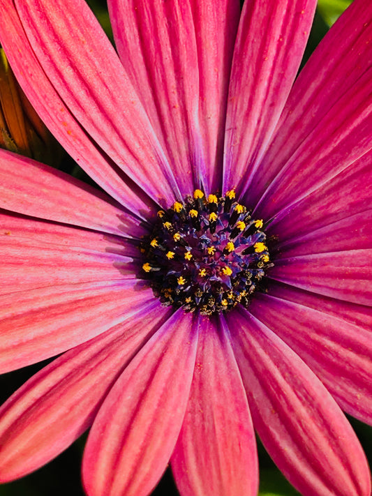 Starburst