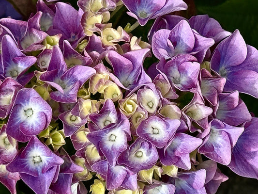 Starfall Bloom