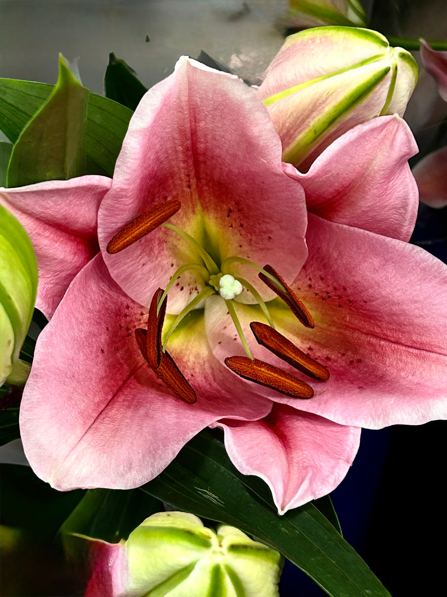 Stargazer Reverie