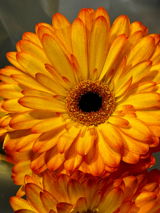 Sunburst Bloom