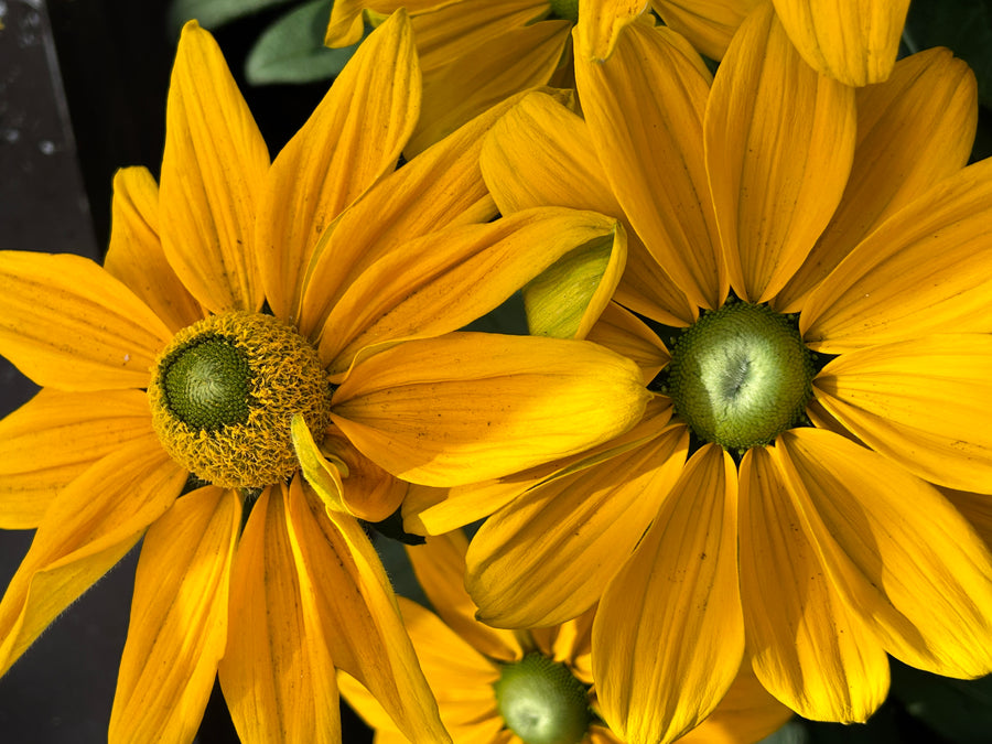 Sunlit Companions