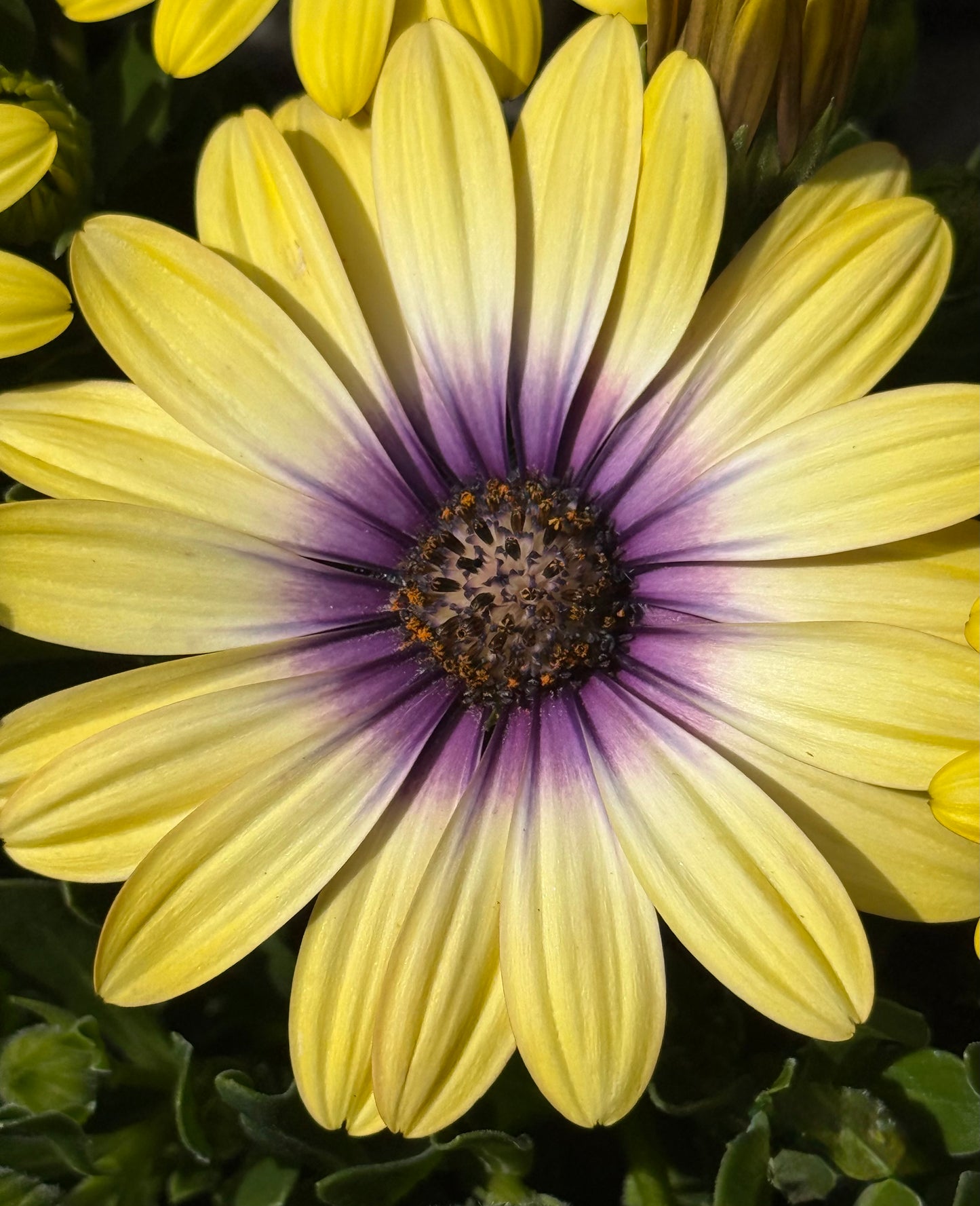Sun with a Secret