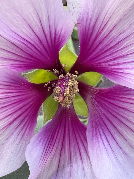 Symmetry in Bloom