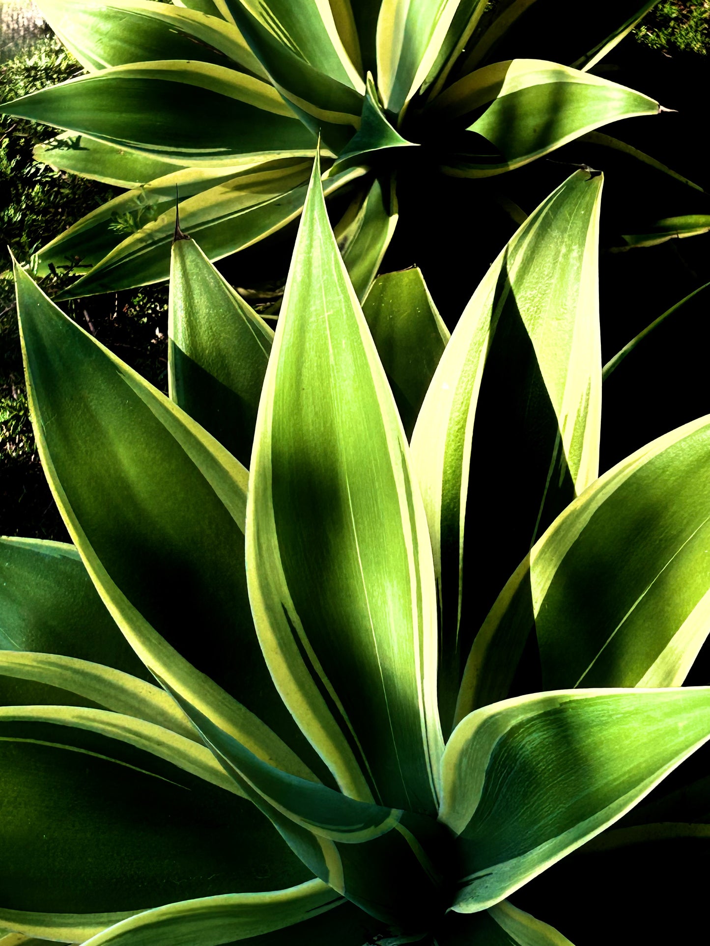 The Garden Holds the Sun