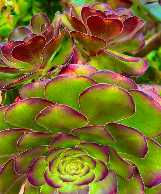 The Living Palette