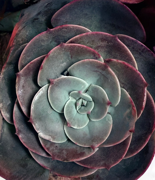 The Quiet Spiral