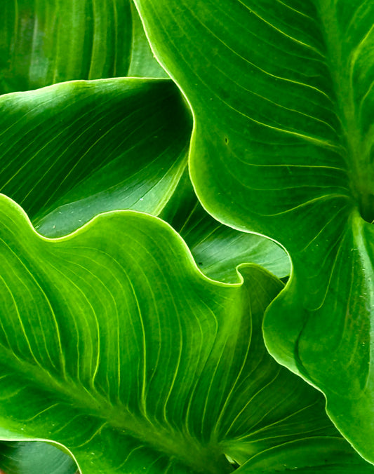 The Unfolding