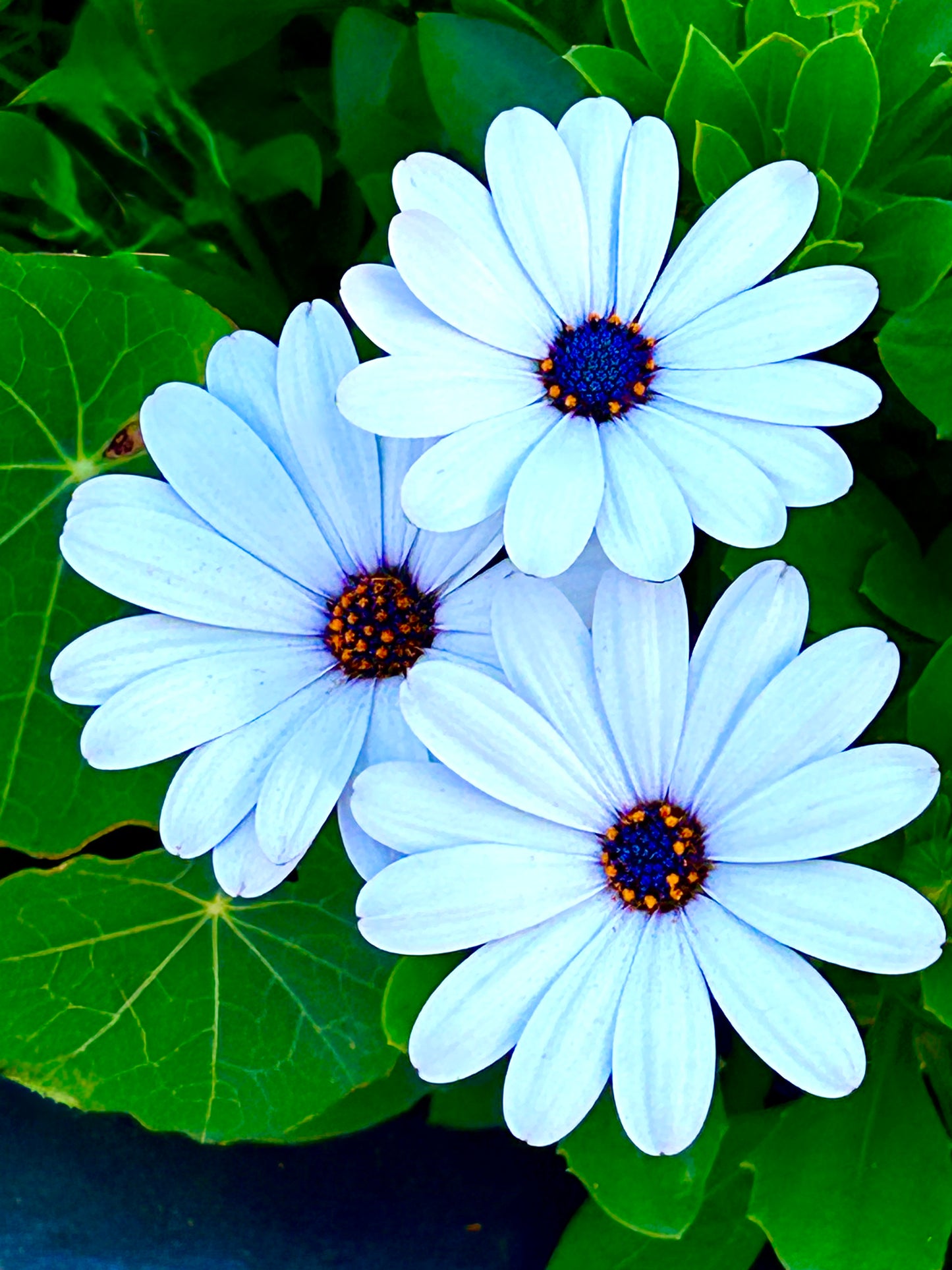 Trio in Bloom