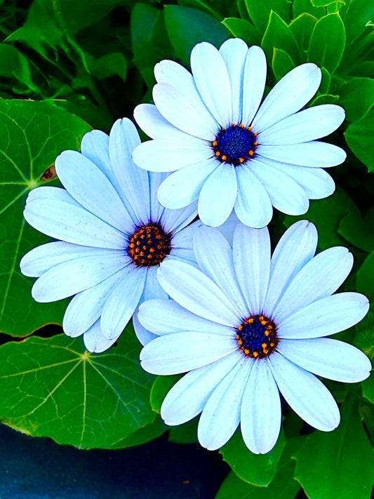 Trio in Bloom