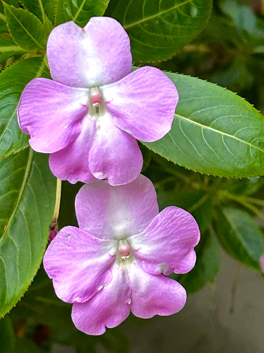 Twin Whispers