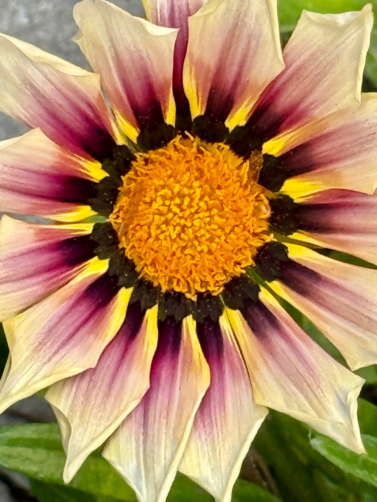Velvet Eclipse