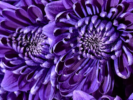 Velvet Night