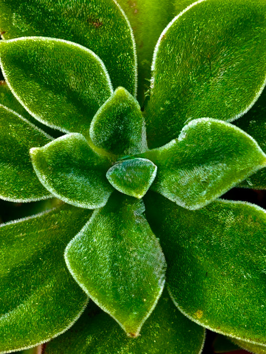 Velvet in Verdant Light