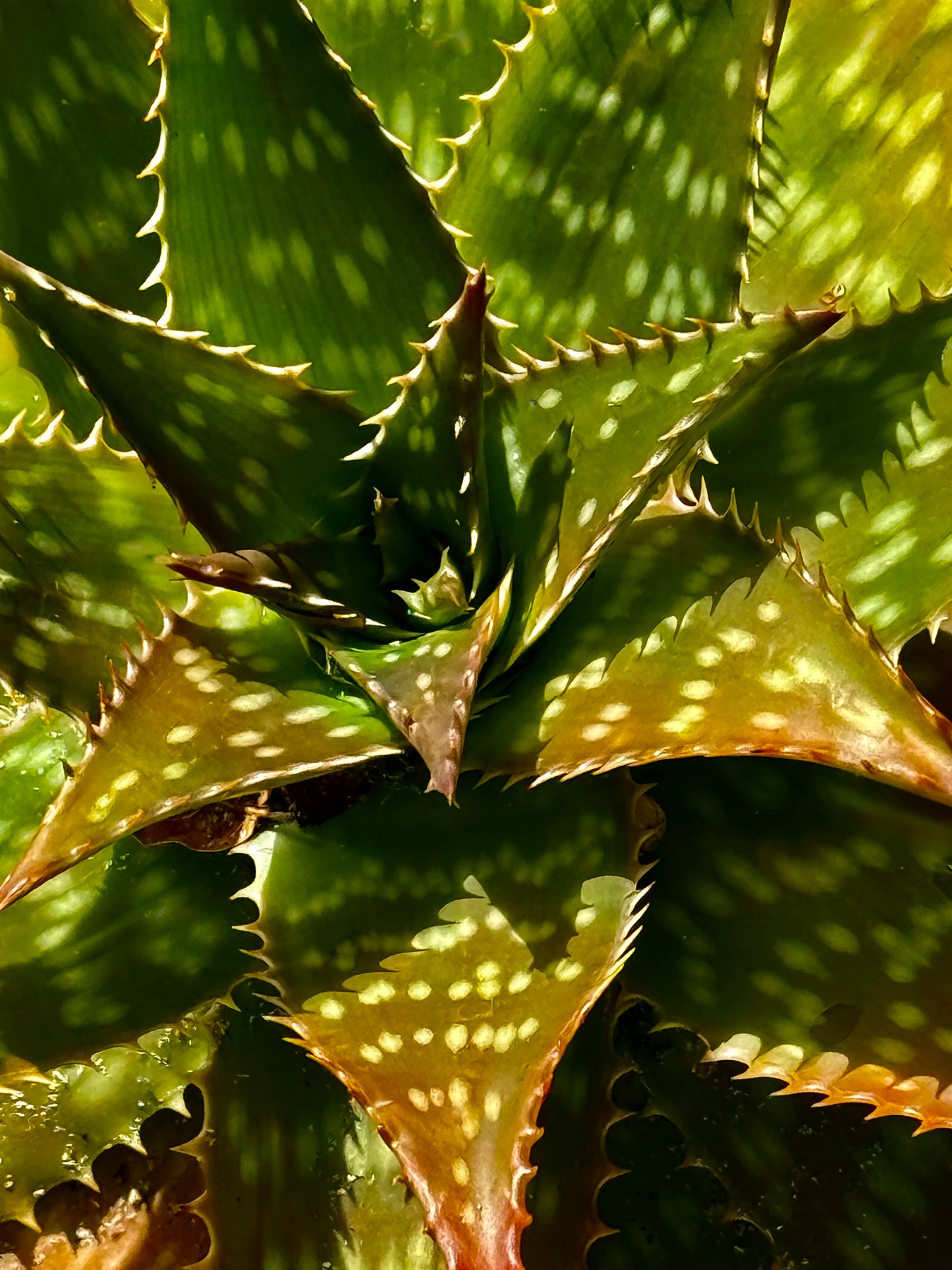 Verdant Armor