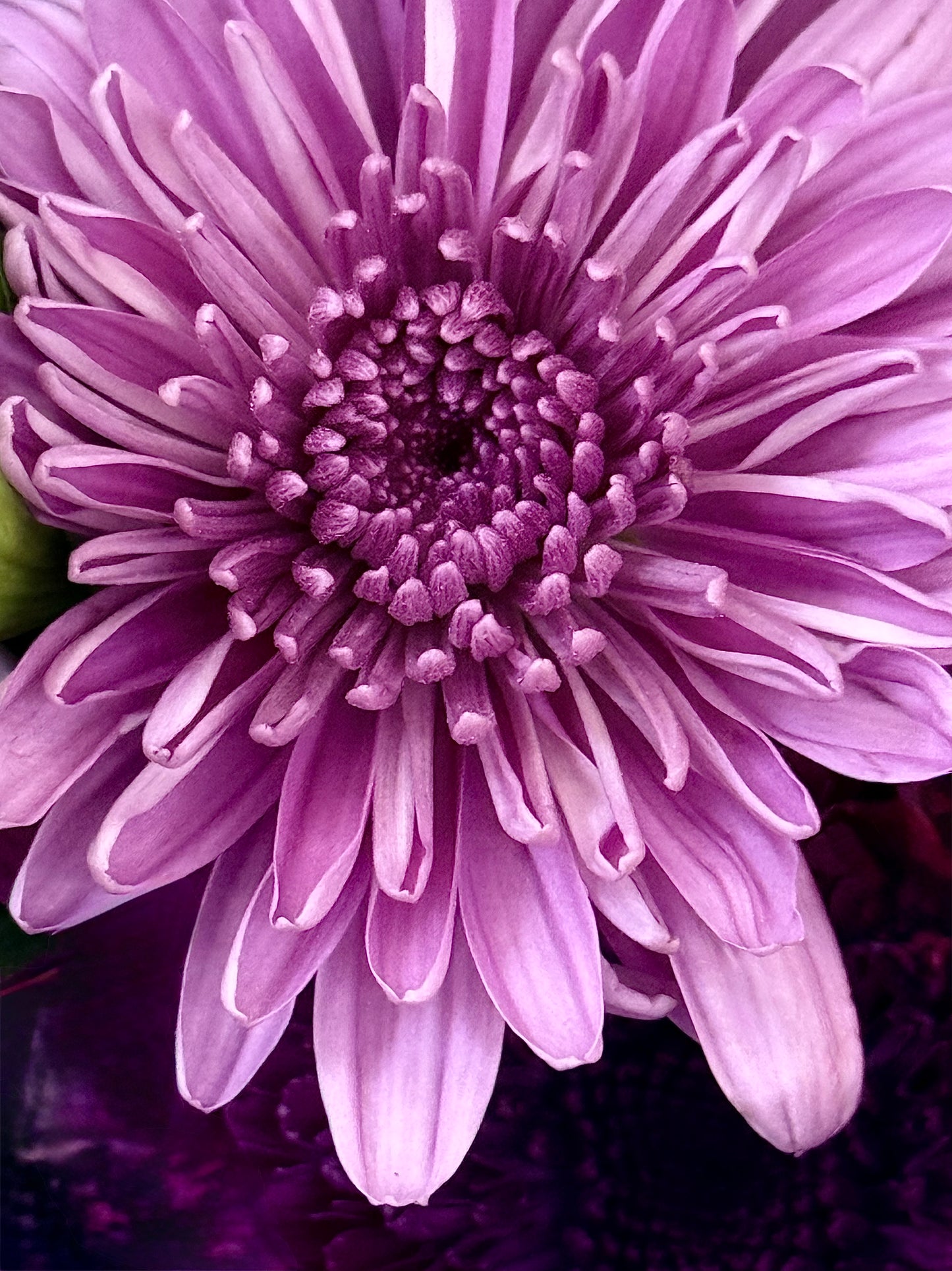 Violet Pulse