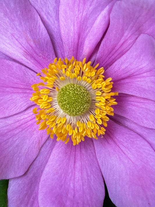Violet Radiance
