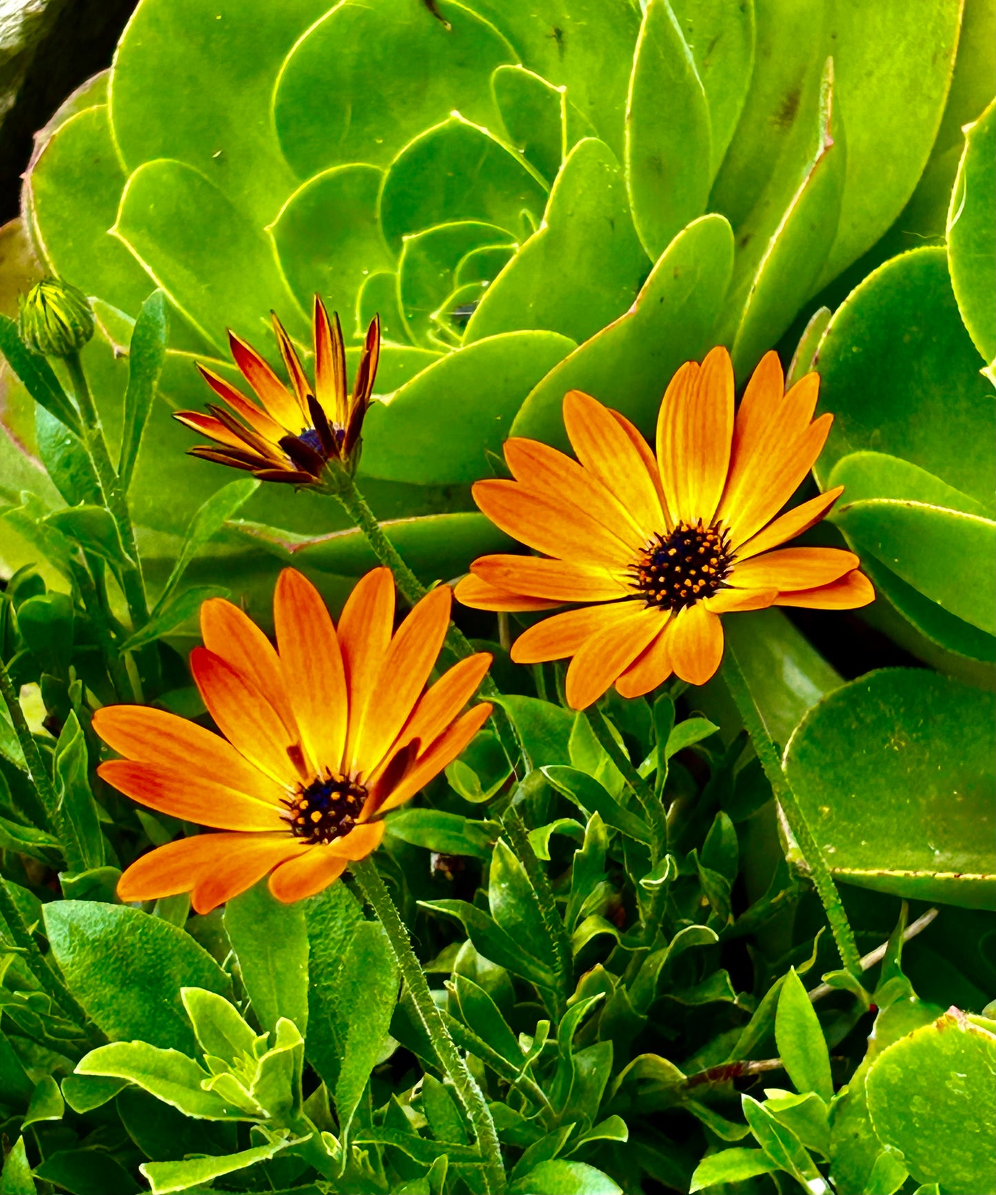 Wandering Bloom