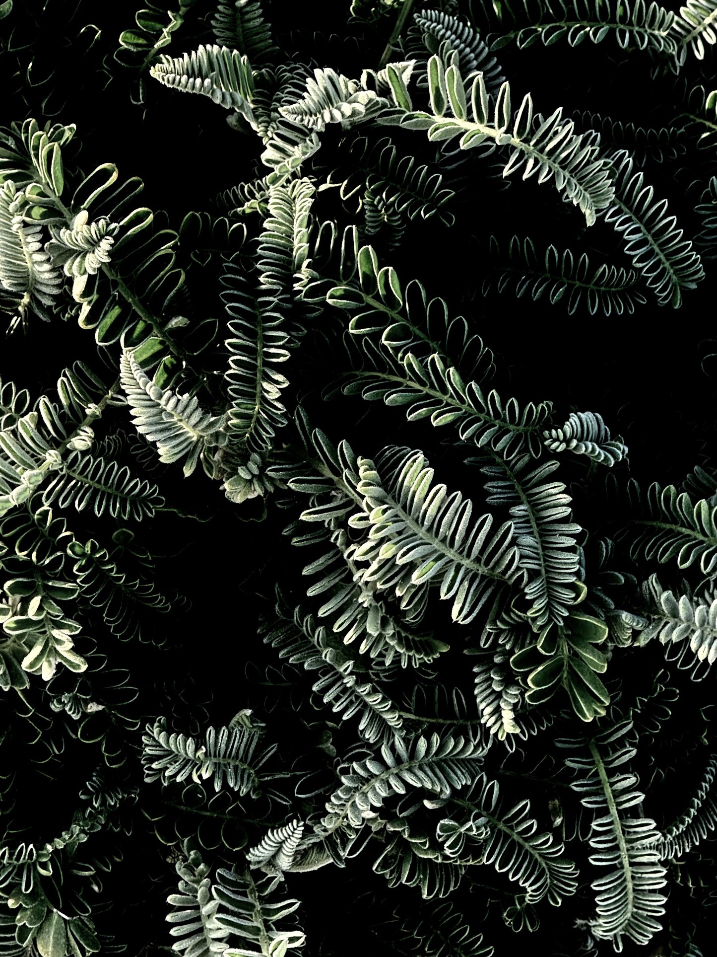 Whispers in the Dark