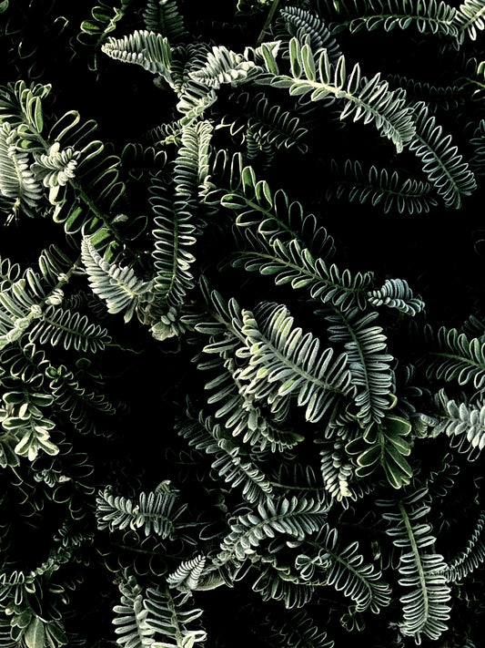 Whispers in the Dark