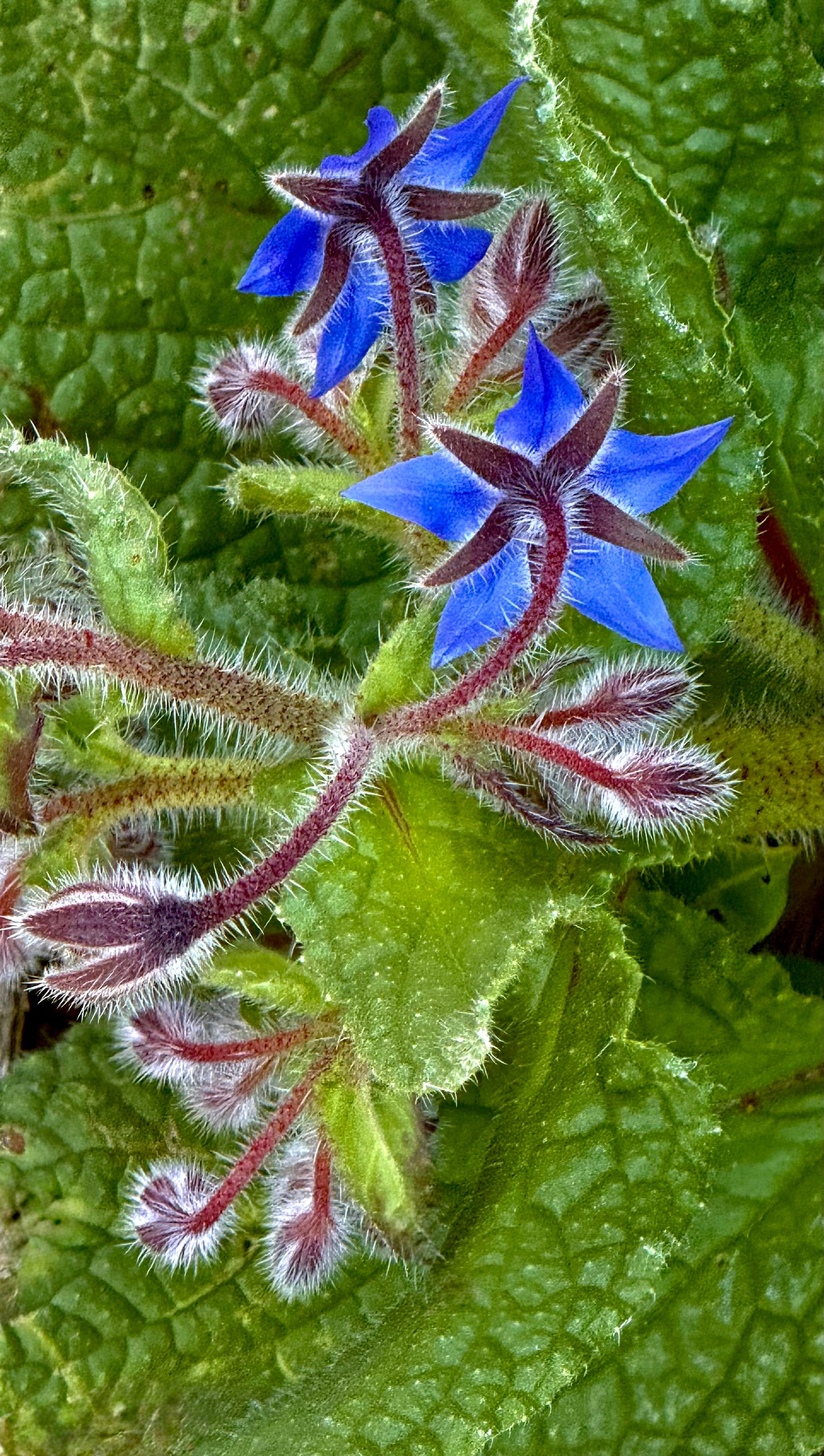 Wild Blue Stars