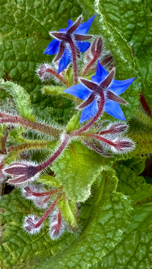 Wild Blue Stars