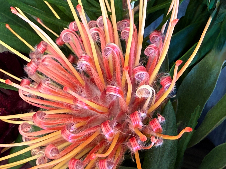 Wild Radiance