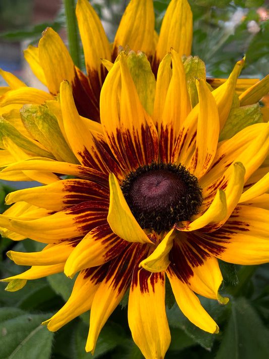 Wild Sunburst