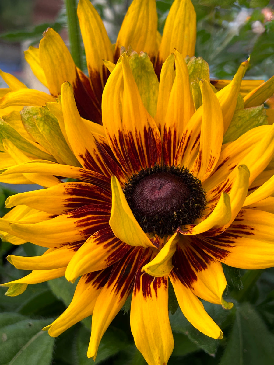 Wild Sunburst